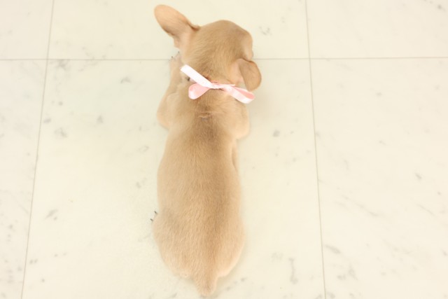高知県のチワワ(スムース) (Coo&RIKU高知御座店/2025年4月23日生まれ/女の子/フォーン)の子犬の4枚目の画像