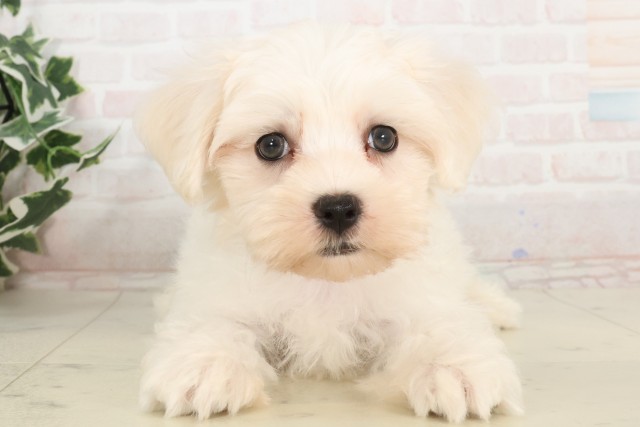 香川県のマルチーズ (Coo&RIKU高松上福岡店/2025年4月23日生まれ/男の子/ホワイト)の子犬の1枚目の画像