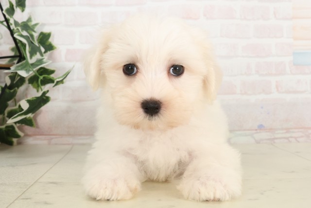 広島県のマルチーズ (Coo&RIKU広島北店/2025年4月23日生まれ/男の子/ホワイト)の子犬の1枚目の画像