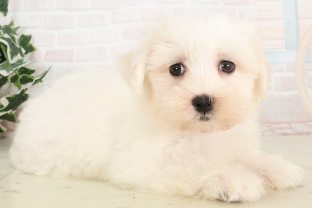 広島県のマルチーズ (Coo&RIKU広島北店/2025年4月23日生まれ/男の子/ホワイト)の子犬の2枚目の画像