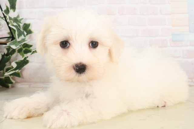 広島県のマルチーズ (Coo&RIKU広島北店/2025年4月23日生まれ/男の子/ホワイト)の子犬の3枚目の画像