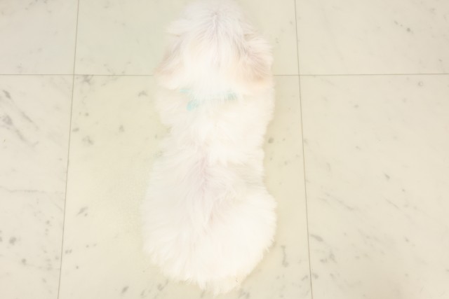 広島県のマルチーズ (Coo&RIKU広島北店/2025年4月23日生まれ/男の子/ホワイト)の子犬の4枚目の画像
