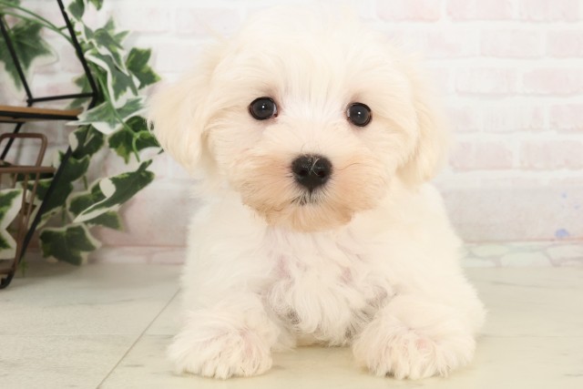 広島県のマルチーズ (Coo&RIKU広島中央店/2025年4月23日生まれ/女の子/ホワイト)の子犬の1枚目の画像
