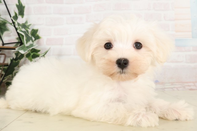 広島県のマルチーズ (Coo&RIKU広島中央店/2025年4月23日生まれ/女の子/ホワイト)の子犬の2枚目の画像
