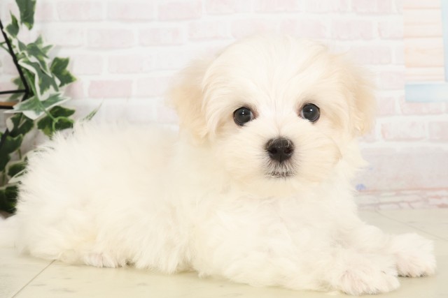 愛知県のマルチーズ (Coo&RIKU豊田店/2025年4月24日生まれ/男の子/ホワイト)の子犬の2枚目の画像