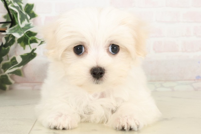 福岡県のマルチーズ (Coo&RIKUフォレストシティ春日店/2025年4月24日生まれ/女の子/ホワイト)の子犬