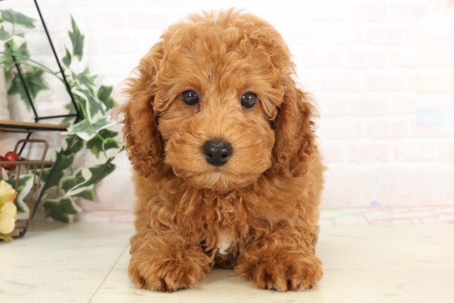 福岡県のトイプードル(トイ) (Coo&RIKU小倉店/2025年4月26日生まれ/男の子/レッド)の子犬の1枚目の画像