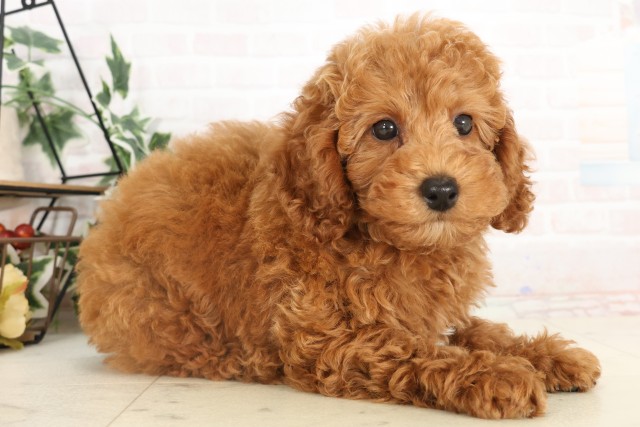 福岡県のトイプードル(トイ) (Coo&RIKU小倉店/2025年4月26日生まれ/男の子/レッド)の子犬の2枚目の画像