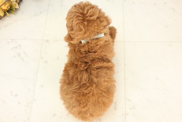 福岡県のトイプードル(トイ) (Coo&RIKU小倉店/2025年4月26日生まれ/男の子/レッド)の子犬の4枚目の画像
