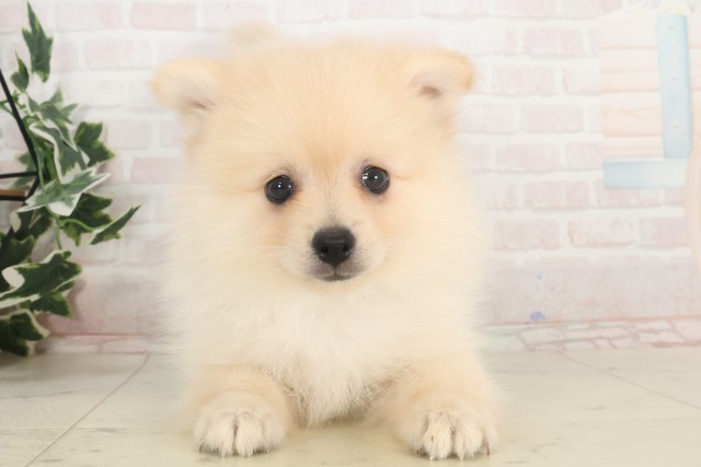 岐阜県のポメラニアン (Coo&RIKU岐南店/2025年4月24日生まれ/男の子/クリーム)の子犬の1枚目の画像