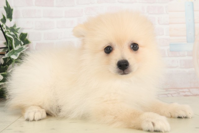 岐阜県のポメラニアン (Coo&RIKU岐南店/2025年4月24日生まれ/男の子/クリーム)の子犬の2枚目の画像