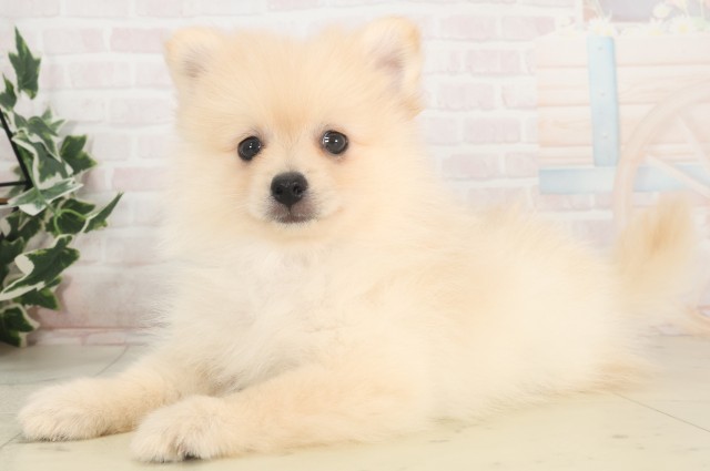 岐阜県のポメラニアン (Coo&RIKU岐南店/2025年4月24日生まれ/男の子/クリーム)の子犬の3枚目の画像
