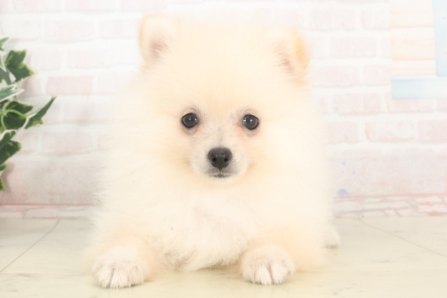 岐阜県のポメラニアン (Coo&RIKU各務原店/2025年4月24日生まれ/女の子/クリーム)の子犬の1枚目の画像