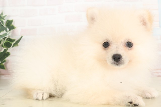 岐阜県のポメラニアン (Coo&RIKU各務原店/2025年4月24日生まれ/女の子/クリーム)の子犬の2枚目の画像