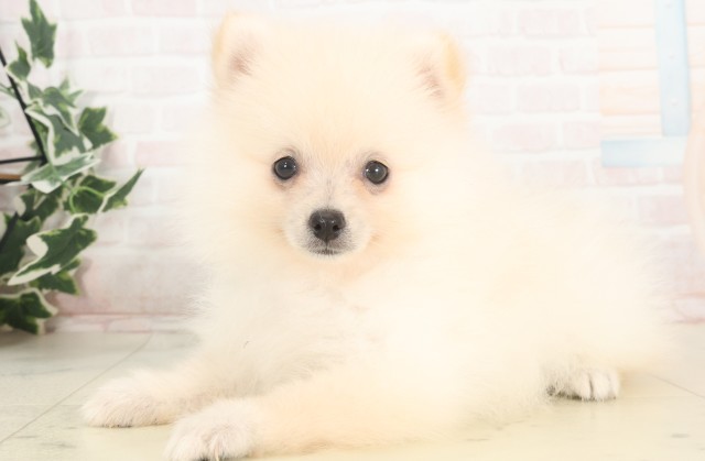 岐阜県のポメラニアン (Coo&RIKU各務原店/2025年4月24日生まれ/女の子/クリーム)の子犬の3枚目の画像