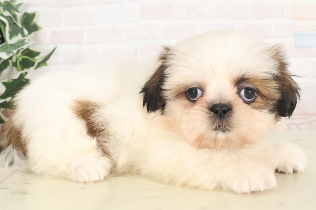 山口県のシーズー (Coo&RIKUシーモール下関店/2025年4月27日生まれ/女の子/ホワイトゴールド)の子犬の2枚目の画像