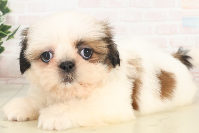 山口県のシーズー (Coo&RIKUシーモール下関店/2025年4月27日生まれ/女の子/ホワイトゴールド)の子犬の3枚目の画像