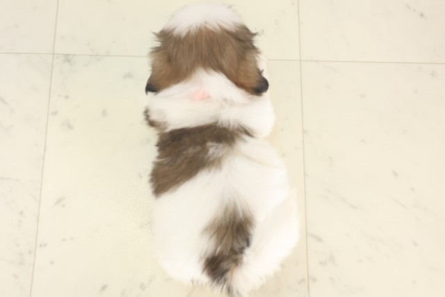 愛知県のシーズー (Coo&RIKU東海店/2025年4月27日生まれ/女の子/ホワイトゴールド)の子犬の4枚目の画像