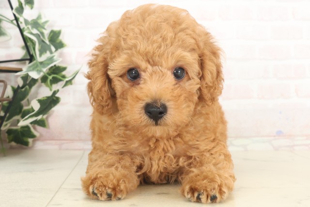 大分県のトイプードル(トイ) (Coo&RIKU大分店/2025年4月27日生まれ/男の子/アプリコット)の子犬の1枚目の画像