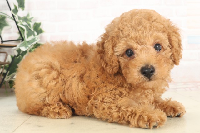 大分県のトイプードル(トイ) (Coo&RIKU大分店/2025年4月27日生まれ/男の子/アプリコット)の子犬の2枚目の画像