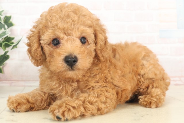 大分県のトイプードル(トイ) (Coo&RIKU大分店/2025年4月27日生まれ/男の子/アプリコット)の子犬の3枚目の画像