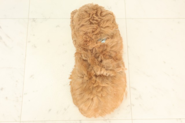 大分県のトイプードル(トイ) (Coo&RIKU大分店/2025年4月27日生まれ/男の子/アプリコット)の子犬の4枚目の画像