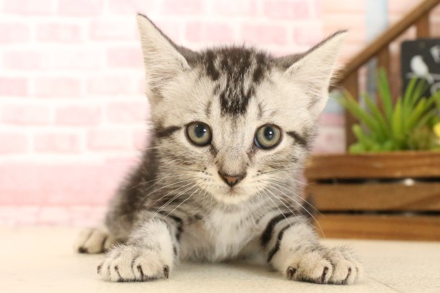 大分県のアメリカンショートヘアー (Coo&RIKU大分店/2025年4月16日生まれ/男の子/シルバータビー)の子猫の1枚目の画像