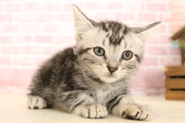 大分県のアメリカンショートヘアー (Coo&RIKU大分店/2025年4月16日生まれ/男の子/シルバータビー)の子猫の2枚目の画像