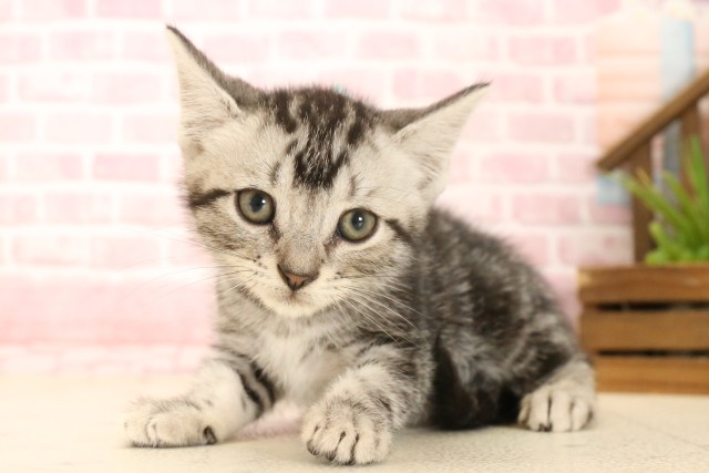 大分県のアメリカンショートヘアー (Coo&RIKU大分店/2025年4月16日生まれ/男の子/シルバータビー)の子猫の3枚目の画像