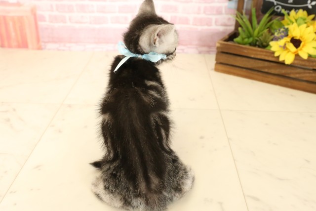 大分県のアメリカンショートヘアー (Coo&RIKU大分店/2025年4月16日生まれ/男の子/シルバータビー)の子猫の4枚目の画像