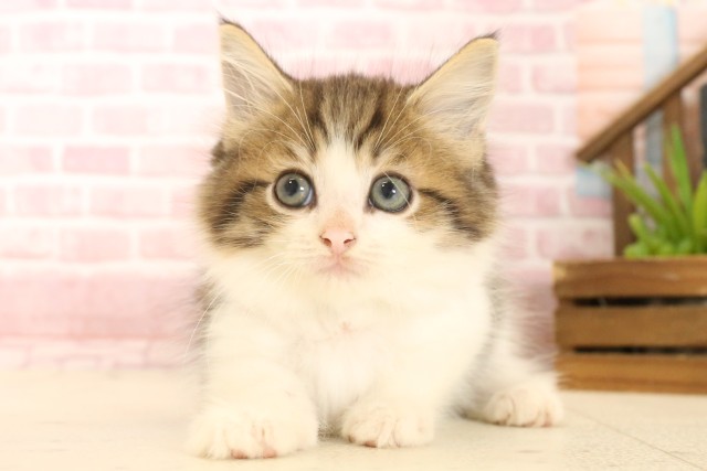 ノルウェージャン・フォレストキャット
