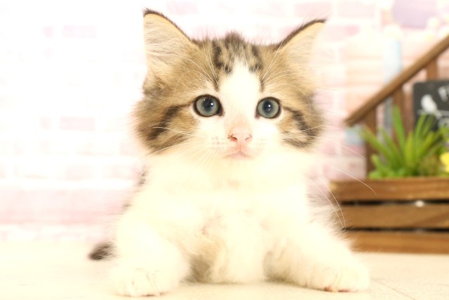 ノルウェージャン・フォレストキャット