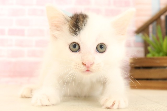 ノルウェージャン・フォレストキャット