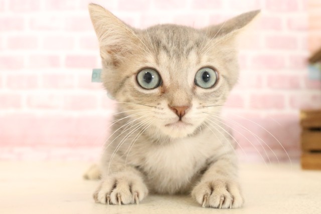 徳島県のマンチカン (Coo&RIKU徳島店/2025年3月27日生まれ/男の子/ブルータビー)の子猫の1枚目の画像