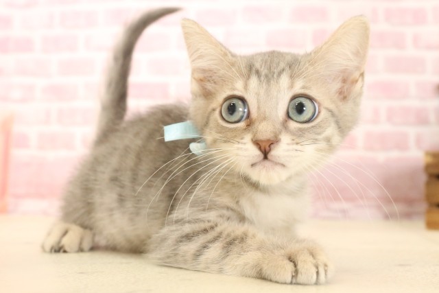 徳島県のマンチカン (Coo&RIKU徳島店/2025年3月27日生まれ/男の子/ブルータビー)の子猫の2枚目の画像