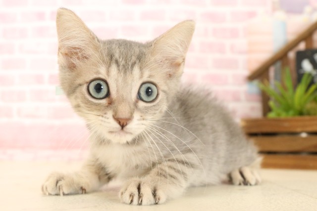 徳島県のマンチカン (Coo&RIKU徳島店/2025年3月27日生まれ/男の子/ブルータビー)の子猫の3枚目の画像