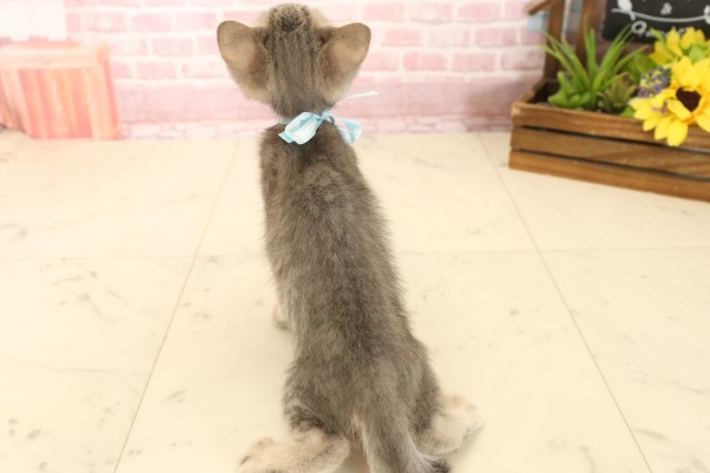 徳島県のマンチカン (Coo&RIKU徳島店/2025年3月27日生まれ/男の子/ブルータビー)の子猫の4枚目の画像