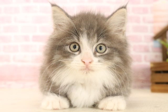 ノルウェージャン・フォレストキャット