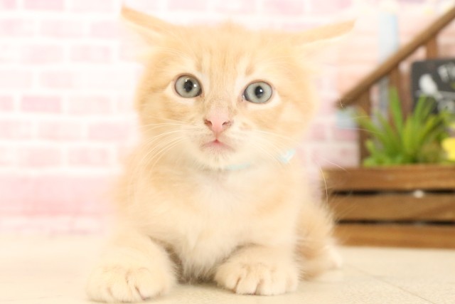 福岡県のサイベリアン (Coo&RIKU福岡古賀店/2025年4月26日生まれ/男の子/クリームタビー)の子猫の1枚目の画像
