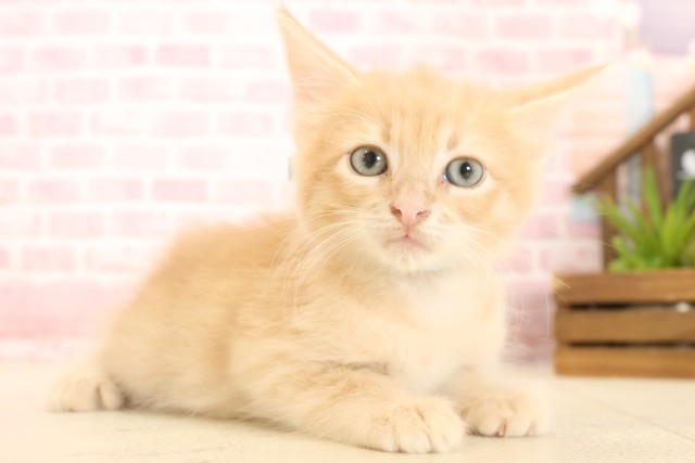 福岡県のサイベリアン (Coo&RIKU福岡古賀店/2025年4月26日生まれ/男の子/クリームタビー)の子猫の2枚目の画像