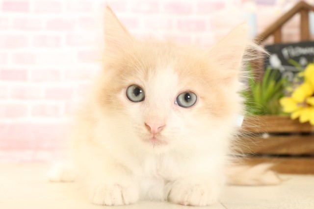 熊本県のサイベリアン (Coo&RIKU熊本店/2025年4月25日生まれ/男の子/クリームタビーホワイト)の子猫の1枚目の画像
