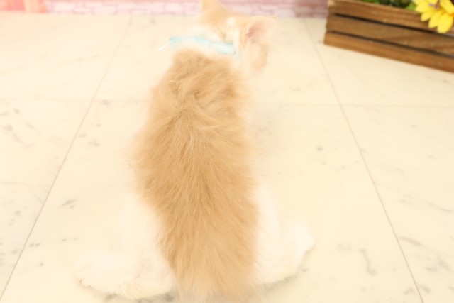 熊本県のサイベリアン (Coo&RIKU熊本店/2025年4月25日生まれ/男の子/クリームタビーホワイト)の子猫の4枚目の画像