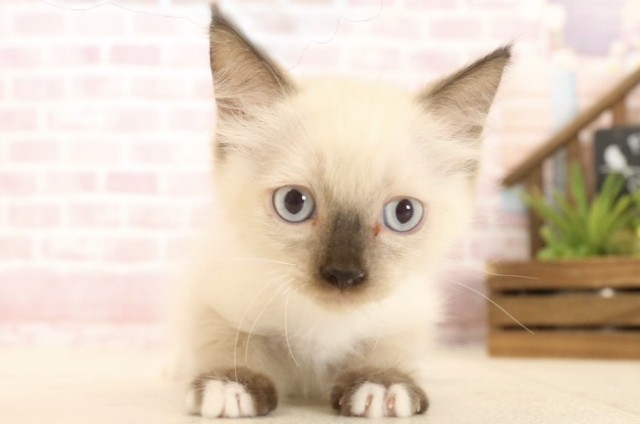 広島県のラグドール (Coo&RIKU福山店/2025年4月23日生まれ/男の子/シールポイント)の子猫の1枚目の画像