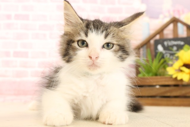 ノルウェージャン・フォレストキャット