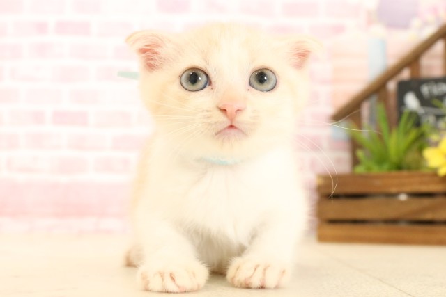 徳島県のスコティッシュフォールド (Coo&RIKU徳島店/2025年4月14日生まれ/男の子/クリームタビーホワイト)の子猫の1枚目の画像