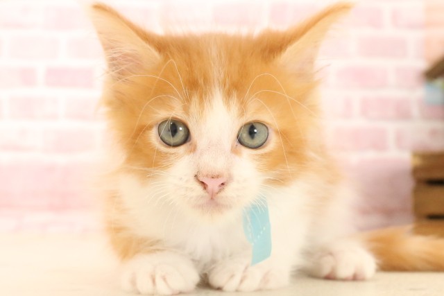 広島県のメインクーン (Coo&RIKU広島北店/2025年4月7日生まれ/男の子/レッドタビーホワイト)の子猫の1枚目の画像