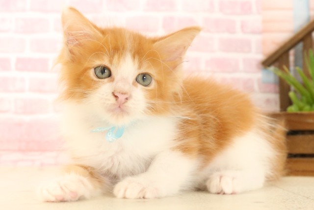 広島県のメインクーン (Coo&RIKU広島北店/2025年4月7日生まれ/男の子/レッドタビーホワイト)の子猫の3枚目の画像