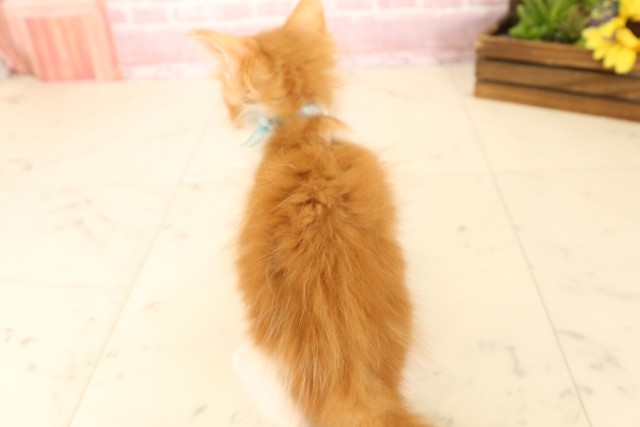 広島県のメインクーン (Coo&RIKU広島北店/2025年4月7日生まれ/男の子/レッドタビーホワイト)の子猫の4枚目の画像