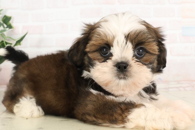 静岡県のシーズー (Coo&RIKU沼津店/2025年4月26日生まれ/女の子/ゴールドホワイト)の子犬の2枚目の画像