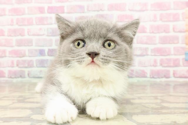 神奈川県のブリティッシュショートヘアー (Coo&RIKU横浜青葉店/2025年4月25日生まれ/女の子/ブルーホワイト)の子猫の1枚目の画像